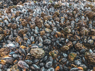 Belgian Mussels