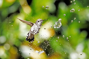 Hummingbird with Water Drops