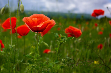 red poppy flower in the foreground with blurred background in the field