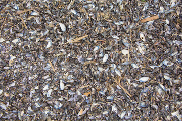 textura de mejillones