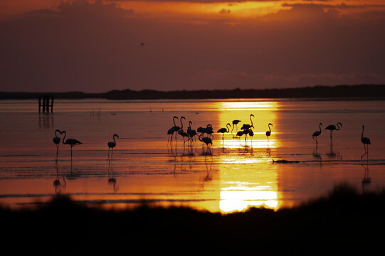 Amanecer de flamencos en el Delta del Ebro