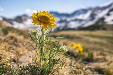 Old Man of the Mountain flower, Colorado