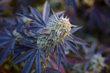 close up of cannabis strain Wedding Cake flowering