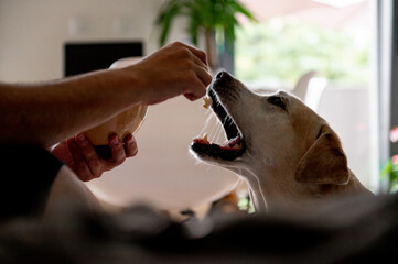 The dog begs for food. Labrador is a glutton. An elderly dog.