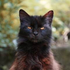 Naklejka na ściany i meble beautiful black stray cat with yellow eyes portrait