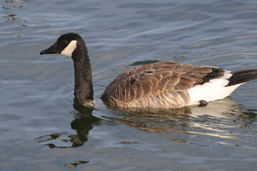 Obraz premium Canada Goose Dabbling (tipping up to eat underwater plants) and swimming at lake in hot summer day 