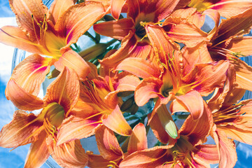 Orange lily flowers in a glass vase on blue background. Floral pattern for cover of notebook, album...