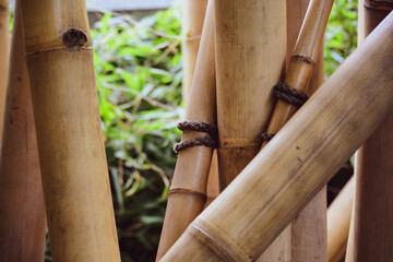 Tropical bamboo forest. World Wildlife Day, nature, forest conservation, ecology concept. Natural background for cover, advertisement, brochure, etc.