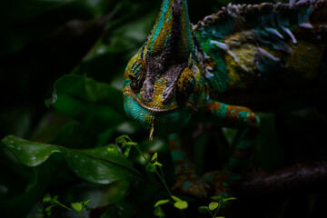 The green chameleon on a tree in the forest. World Wildlife Day, nature, forest conservation, ecology concept. Natural colorful background.