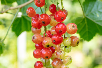 Macro photography of red currant bunch in domestic garden. Summer berries close-up with selective and soft focus.