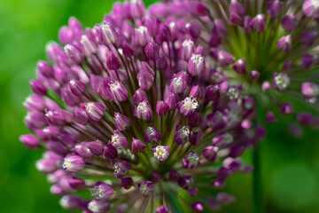 Abstract macro photography of purple micro flowers on the green backdrop. Defocused picture of violet colored micro blossoms.