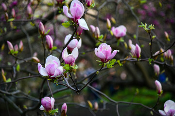 Magnolias in bloom. Amazing nature, beautiful flowers. Perfect natural background