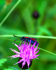 butterfly on thistle