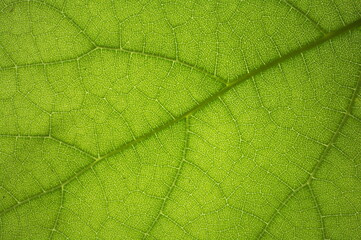 Fondo con textura de hoja vegetal verde