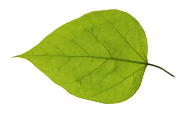 Fondo con textura de hoja vegetal verde