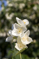 beautiful white jasmine flowers in the spring season
