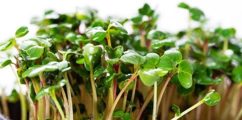 Microgreens of radish close-up. Growing micro greens