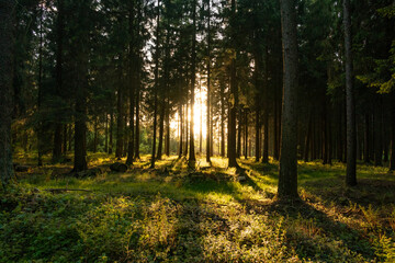 sunset in the green forest