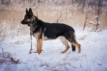 german shepherd dog