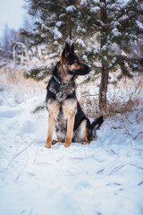 german shepherd dog sitting