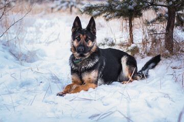 german shepherd dog