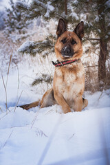 german shepherd dog