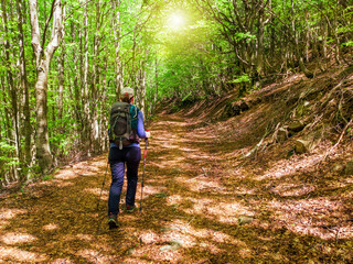 Obraz premium Young woman with a hat, trekking poles and a backpack hiking on a trail through a forest in the Italian Apennines mountains. Tuscany, Italy