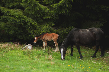 Naklejka na ściany i meble Little horse and his mother in forest