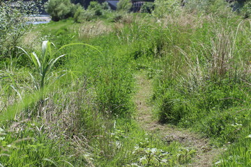 path in the grass
