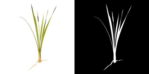 Front view of Plant ( bulrush reedmace reed cattail punks  1) Tree png with alpha channel to cutout made with 3D render