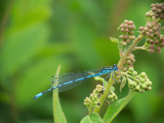 Common Blue Damselfly, Enallagma cyathigerum, on stem in front of blurry natural pond background. - 442800297