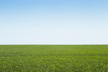 Vast expansive green farm field on bright blue sky day, South Dakota.