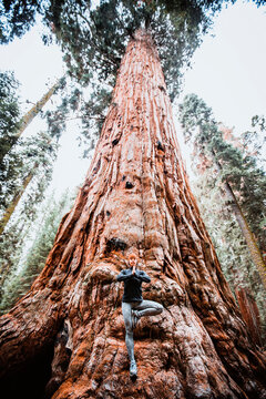 Woman practices yoga at base of giant Sequoia Tree, California