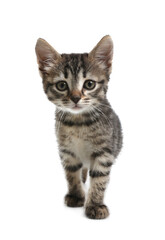 Cute little tabby kitten on white background