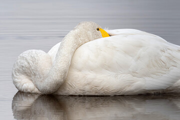 white swan on the lake