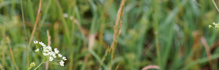 Little grass stem close-up. Beautiful nature background. Shallow depth of field. Banner.