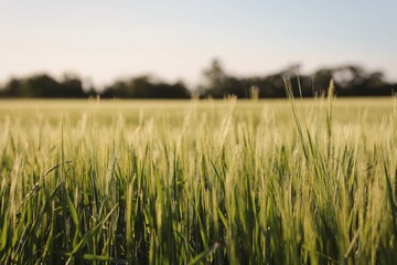 Young Barley Field during Day. Fresh Scene of Beautiful Cereal called Hordeum Vulgare.