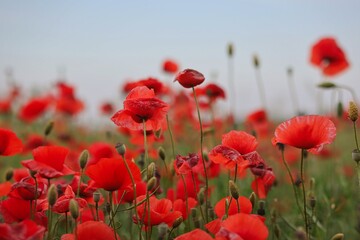 Fototapeta premium Red Poppy Field in Czech Nature. Beautiful Meadow of Papaver Rhoeas also called Corn Rose or Common Poppy.