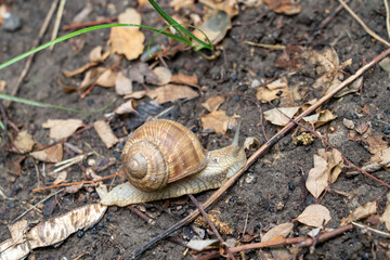 snail on a leaf