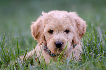 Goldendoodle Puppy outside in the grass