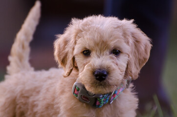 Goldendoodle Puppy outside in the grass