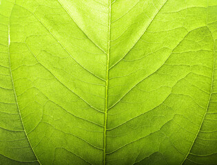 Obraz na płótnie Canvas Macro close-up photo texture of green colored leaf pattern.