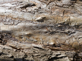 Texture photo of old tree trunk pattern with cracks.