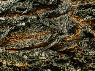 Texture photo of old tree trunk pattern.