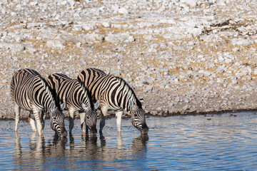 Fototapeta na wymiar A Zebra family drinking at waterhole in the soft afternoon light in Etosha National Park, Namibia, Africa.