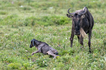 A mother wildebeest waits for her cute baby calf to get on its wobbly legs, Ngorongoro Concervation...