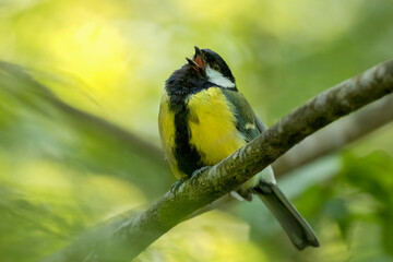 great tit singing on a branch