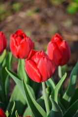 Fototapeta premium Red tulips
