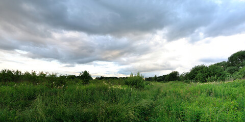 A summer walk through the forest, a beautiful panorama.
