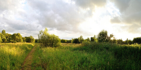 A summer walk through the forest, a beautiful panorama.
